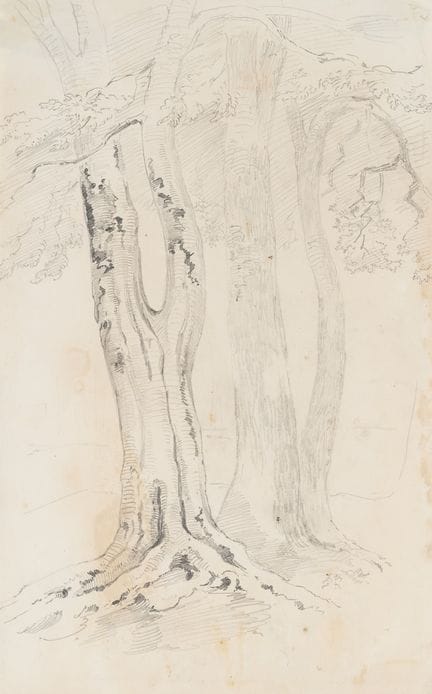 Sconosciuto (XIX), Studio di un albero, Matita
 Sc