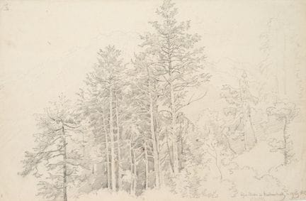 J. OTT (1804-1870), Grupo de abetos en Reichenhall