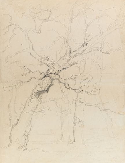 C. EBERT (1821-1885), Studio di albero invernale, 