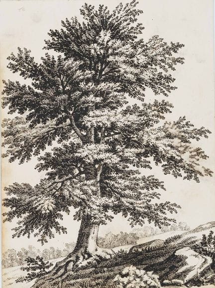 C. GRAIMBERG (*1774), Paesaggio con un albero maes