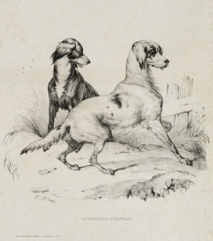 V. ADAM (1801-1866), Epagneul francese, ritratto d