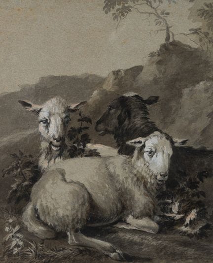 Anonimo (XVIII secolo), Tre pecore sdraiate, diseg