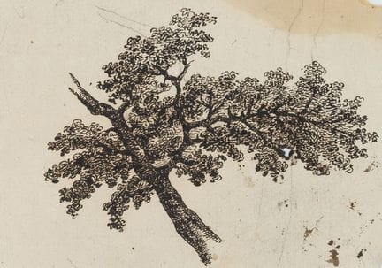 C. GRAIMBERG (*1774), Studio di un ramo, 1800 circ
