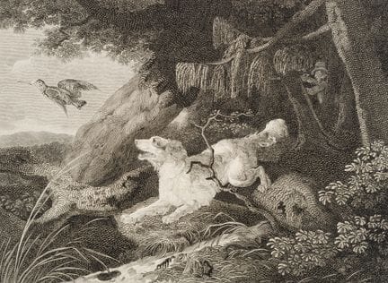 Anonimo (XIX secolo), Il cane da quaglia. Caccia a