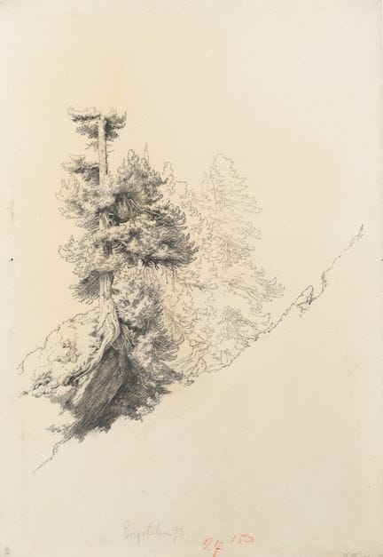 Sconosciuto (XIX), Ripido pendio con pini, 1873, M