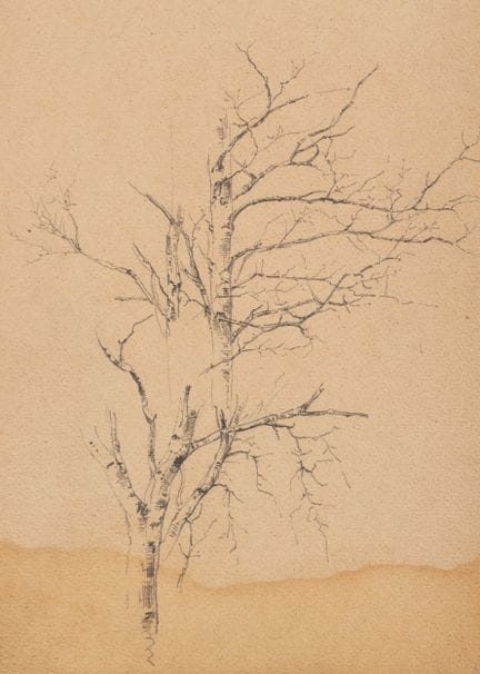 Anonimo (XIX secolo), Un albero d’inverno, 1894 ci