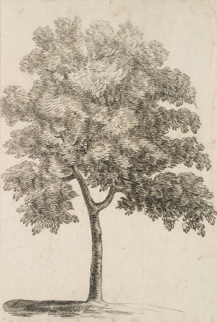 C. GRAIMBERG (*1774), Studi di alberi, 1800 circa,
