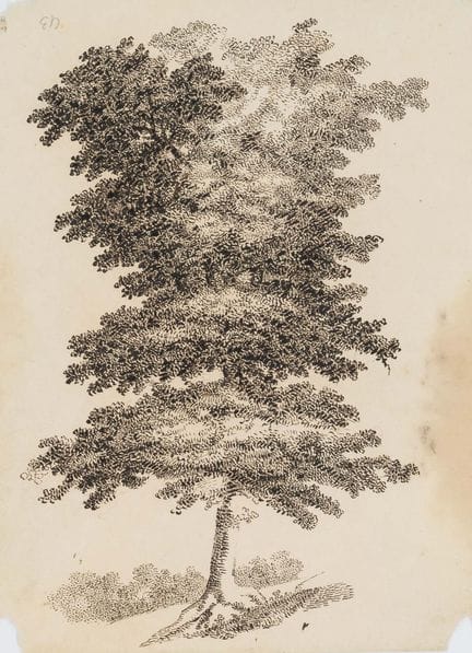 C. GRAIMBERG (*1774), Studio di albero, 1800 circa