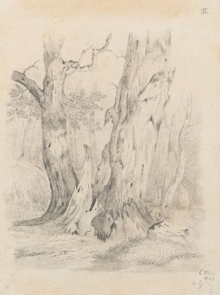 Anonimo (XIX secolo), Una coppia di alberi con un 