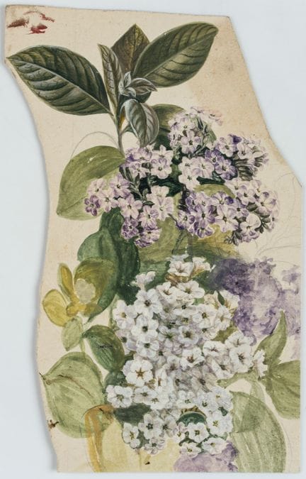 Sconosciuto (XIX), Fiori di prato in fiore, Gouach