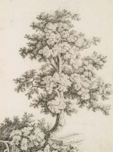 C. GRAIMBERG (*1774), Albero deciduo e abbeveratoi