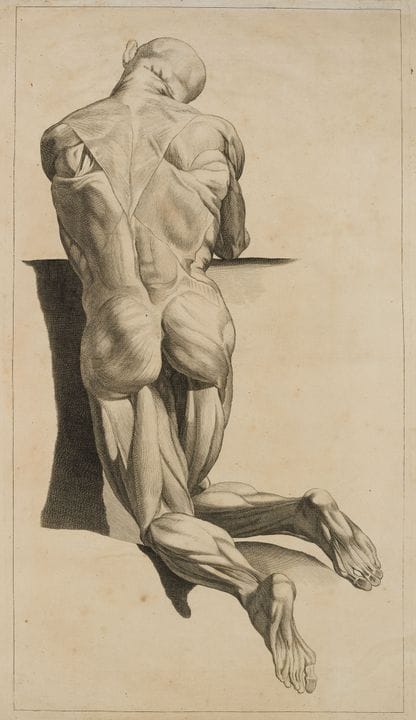 J. GAMELIN (1738-1803), Estudio anatómico de los m