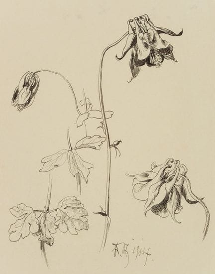 E. STEPPES (1873-1968), Studio sull’aquilegia dei 