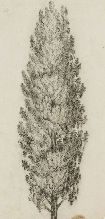 C. GRAIMBERG (*1774), Cipresso, 1800 circa, carbon