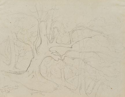 E. BRETENIÈRES (*1804), Albero secolare nei pressi