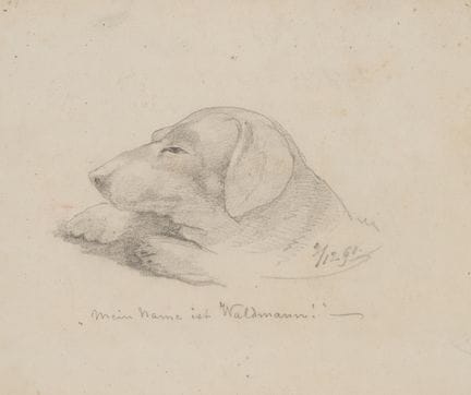 Anonimo (XIX secolo), Bassotto "Waldmann", 1861, m