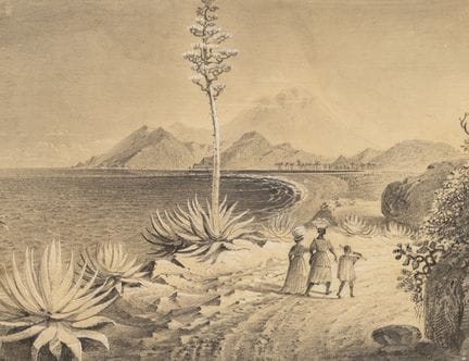 Anonimo (XIX secolo), Una baia con agavi in fiore 