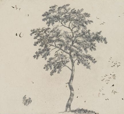 C. GRAIMBERG (*1774), Studio di albero, 1800 circa