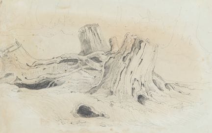 Sconosciuto (XIX), Tre ceppi d'albero, Matita
 Sco