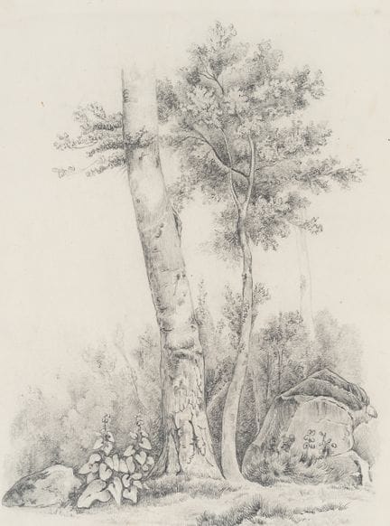 Anonimo (XIX secolo), Sottobosco e un alberello, 1