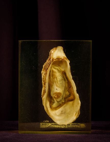 [ARTIFICIALIA]
Pierre GIRAUDON (1923-2012) - BIOPL
