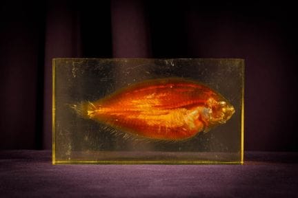 [ARTIFICIALIA]
Pierre GIRAUDON (1923-2012) - BIOPL