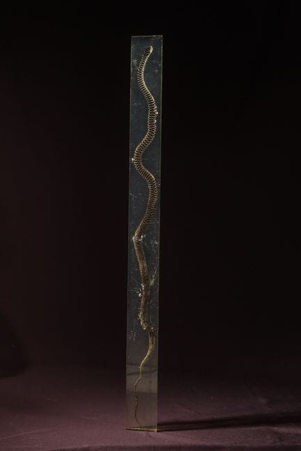 [ARTIFICIALIA]
Pierre GIRAUDON (1923-2012) - BIOPL