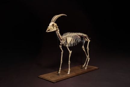 [NATURALIA] - [ARTIFICIALIA]
Pierre GIRAUDON (1923
