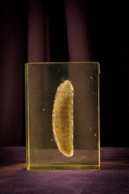 [ARTIFICIALIA]
Pierre GIRAUDON (1923-2012) - BIOPL