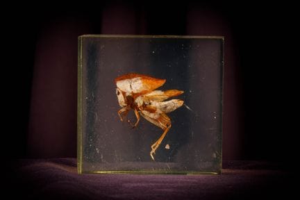 [ARTIFICIALIA]
Pierre GIRAUDON (1923-2012) - BIOPL