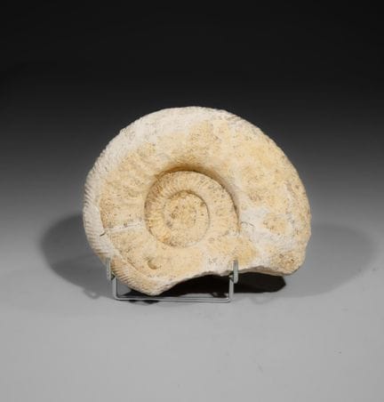 1 Ammonite bianca, appoggiata su un piedistallo st