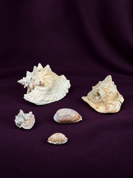 [NATURALIA] 
Set di 5 conchiglie composto da
Una c