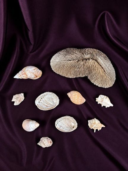 [NATURALIA] 
Set di 10 conchiglie
4 gasteropodi ma