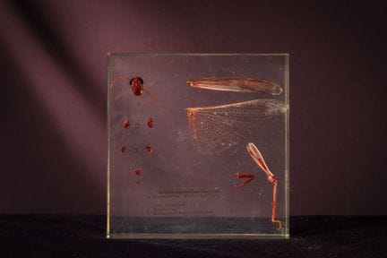 [ARTIFICIALIA]
Pierre GIRAUDON (1923-2012) - BIOPL