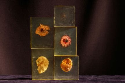 [ARTIFICIALIA]
Pierre GIRAUDON (1923-2012) - BIOPL
