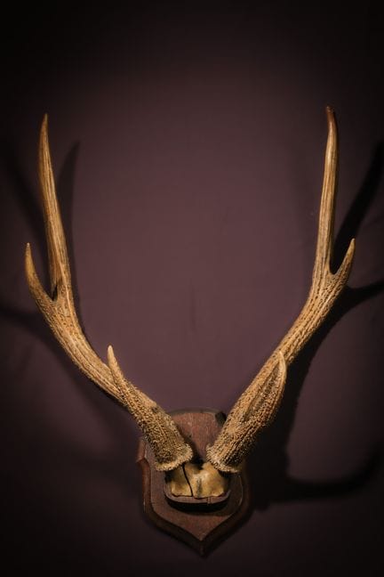 [NATURALIA]
Corna di cervo nobile (Cervus elaphus)