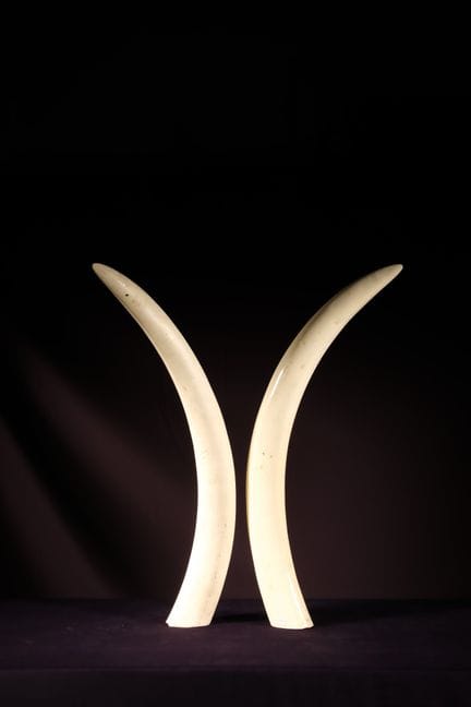 [ARTIFICIALIA]
Pierre GIRAUDON (1923-2012) - BIOPL