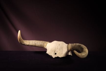 [NATURALIA]
Bucrano di mucca con corna bionde
Circ