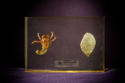 [ARTIFICIALIA]
Pierre GIRAUDON (1923-2012) - BIOPL