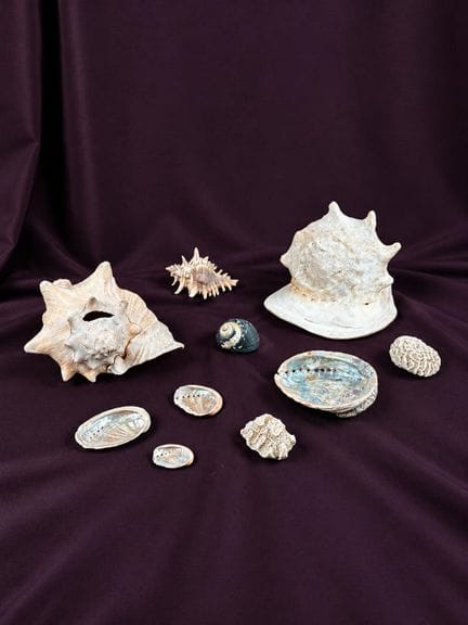 NATURALIA
Set di 15 conchiglie
Una conchiglia dell