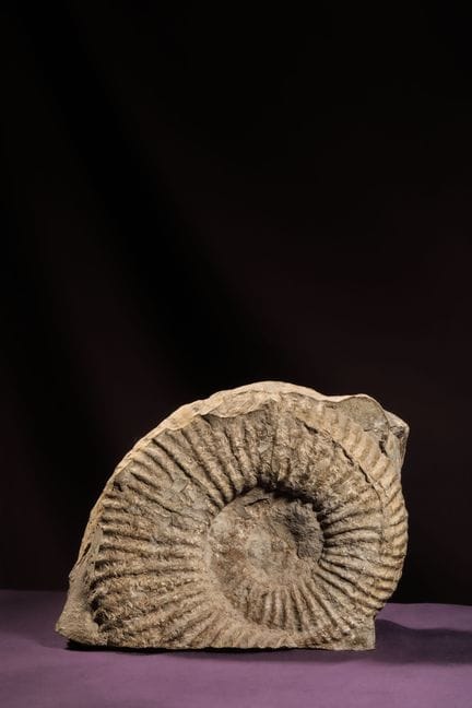 [NATURALIA]
Frammento di ammonite fossilizzata
 16