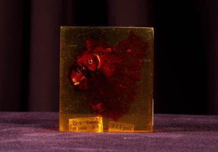 [ARTIFICIALIA]
Pierre GIRAUDON (1923-2012) - BIOPL