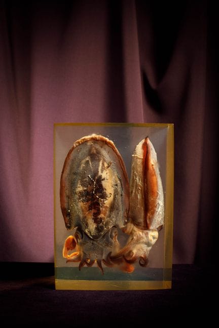 [ARTIFICIALIA]
Pierre GIRAUDON (1923-2012) - BIOPL
