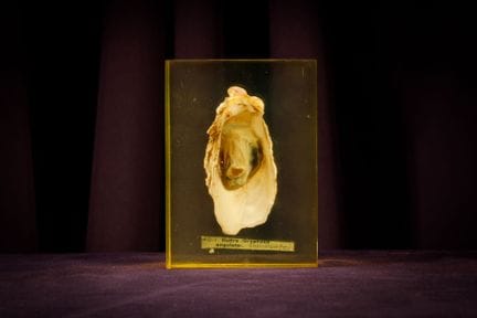 [ARTIFICIALIA]
Pierre GIRAUDON (1923-2012) - BIOPL