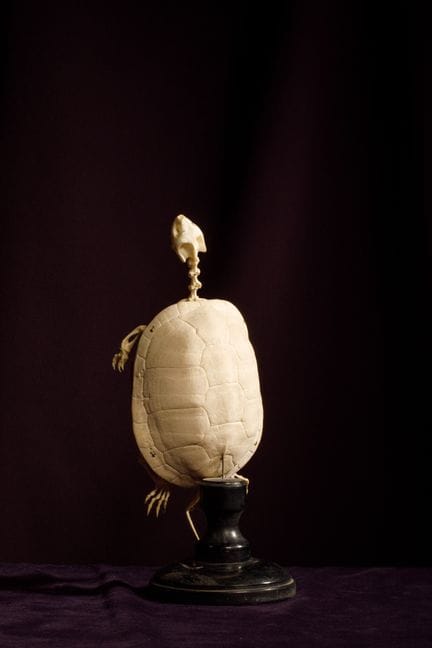 [ARTIFICIALIA]
Scheletro di tartaruga e carapace m