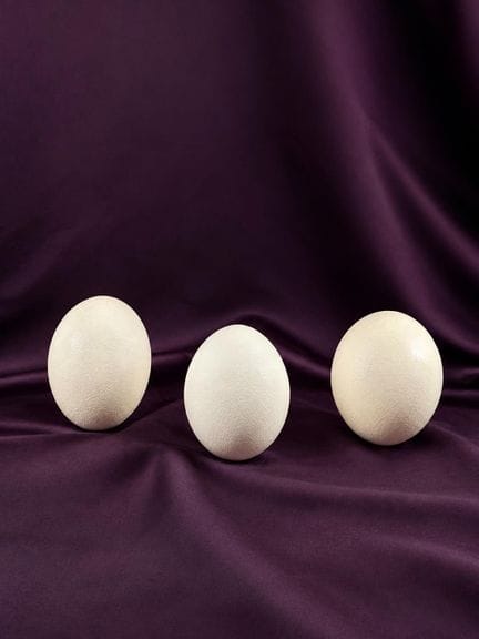 [NATURALIA]
Tre uova di struzzo svuotate
Altezza: 