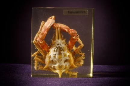 [ARTIFICIALIA]
Pierre GIRAUDON (1923-2012) - BIOPL