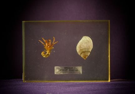 [ARTIFICIALIA]
Pierre GIRAUDON (1923-2012) - BIOPL