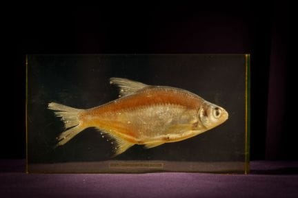 [ARTIFICIALIA]
Pierre GIRAUDON (1923-2012) - BIOPL