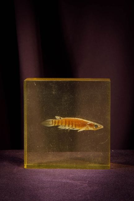 [ARTIFICIALIA]
Pierre GIRAUDON (1923-2012) - BIOPL